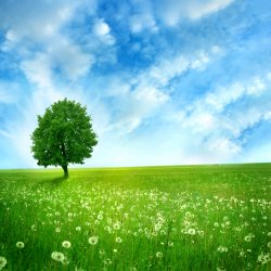 Rural-Landscape2.jpg