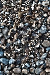 Pebbles.jpg