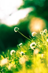 green-morning.jpg