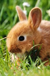 Dwarf_Rabbit.jpg