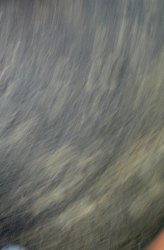 ImageUploadedByTapatalk1328251474.108975.jpg