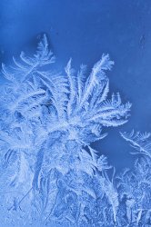 frosted2.jpg