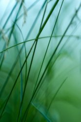 gras2.jpg