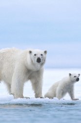 polar1.jpg