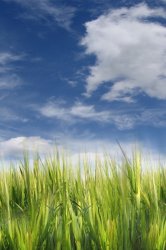 green_grass_with_clouds-1600x1200.jpg