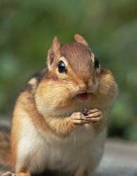 969765-chipmunk4_large.jpg