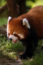 redpanda3.jpg
