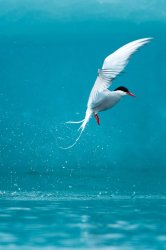 Arctic-Tern-640x960.jpg