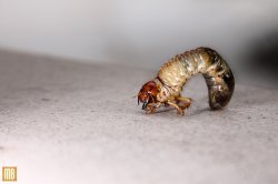 Critter.jpg