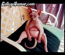 ugliest cat.jpg