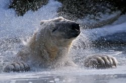 Polar-Bear-11-02-047w.jpg