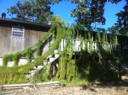 My cypress vines.jpg