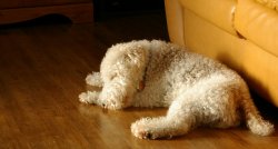 charlie_sleeping_by_lewis82-d4sglqc.jpg