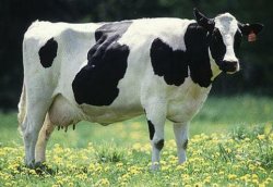 cow-1.jpg