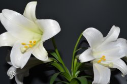 Mom's Lilies.jpg
