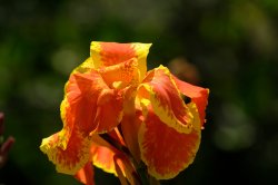 Flower.jpg
