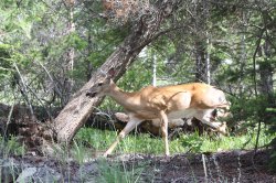 Jasper 2011_0322.JPG