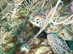 Turtle1.JPG