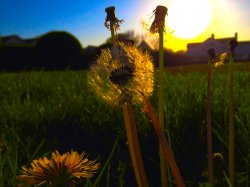 IMG_0738.JPG