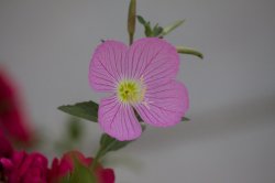 flower.jpg