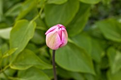 photo (1).JPG