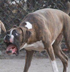 funny_animals_funny_dog_face.jpg