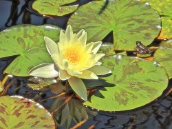 yellow lily with frog.jpg