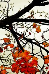 Fall Colors.jpg