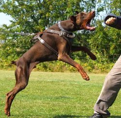 doberman-attack-leather-dog-harness-h1-12.jpg