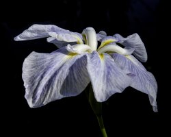 jp-iris0206.jpg