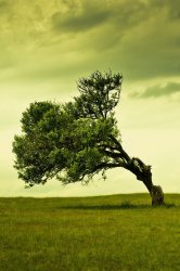 iPhone-4-Nature-Wallpaper-01.jpg
