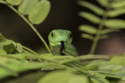 green mamba.jpg