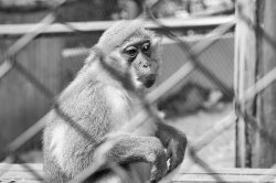 Port Lympne 2012 - 310 (1).jpg