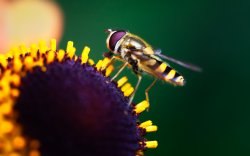 02852_natureatwork_2880x1800.jpg