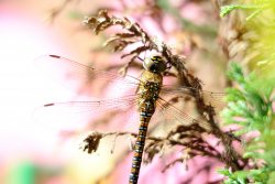 DSC_0114.JPG