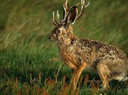 Jackalope.jpg