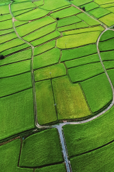 field.png
