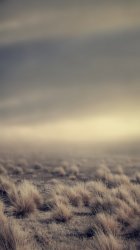 ios_field_bg.jpg