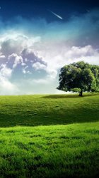 treesky.jpg