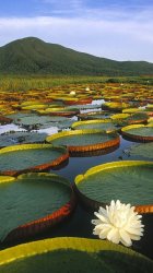 lilypad.jpg
