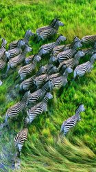 Zebras-iPhone_5.jpg