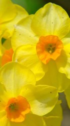 flower2.jpg