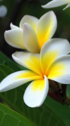 flower3.jpg