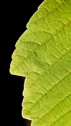 03063_leaflife_640x1136.jpg