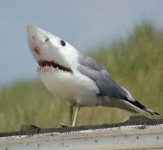 gullshark.jpg