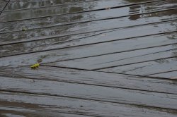 rainy day 18 sep.jpg