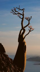 iphone-wallpaper-640x1136-bare-tree.jpg