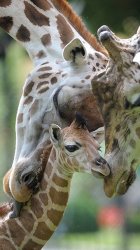Giraffe.jpg