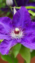 FlowerWallpaper01_5.png