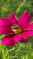 FlowerWallpaper02_5.png
